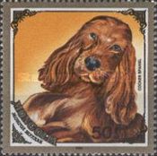English Cocker Spaniel (Canis lupus familiaris)
