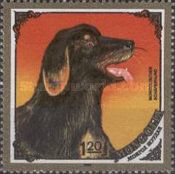 Mongolian Sheepdog (Canis lupus familiaris)