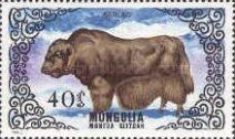 Domestic Yak (Bos grunniens)