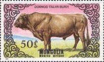 Dornod Taliin Bukh (Bos primigenius taurus)