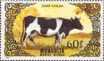 Char Tarlan (Bos primigenius taurus)