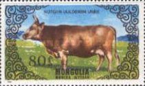 Nutgiin Uulderiin Unee (Bos primigenius taurus)
