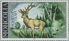 Red Deer (Cervus elaphus) - Adult Male