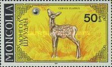 Red Deer (Cervus elaphus) - Fawn