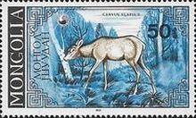 Red Deer (Cervus elaphus) - Doe in Woods