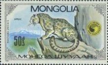 Snow Leopard (Panthera uncia)