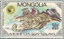 Snow Leopard (Panthera uncia)