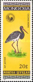 Black Stork (Ciconia nigra)