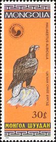 White-tailed Eagle (Haliaeetus albicilla)