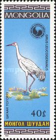 Siberian Crane (Grus leucogeranus)