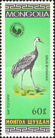 Hooded Crane (Grus monacha)