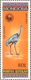 White-naped Crane (Grus vipio)