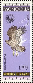 Rough-legged Hawk (Buteo lagopus)