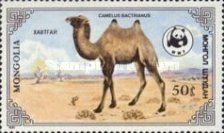 Bactrian Camel (Camelus bactrianus)