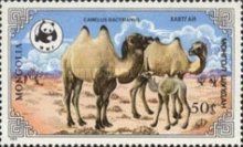 Bactrian Camel (Camelus bactrianus)