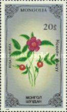 Father David's Rose (Rosa dahurica)
