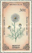 Chamomile (Matricaria chamomilla)