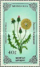 Common Dandelion (Taraxacum officinale)