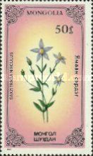 Marsh Saxifrage (Saxifraga hirculus)