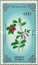 Lingonberry (Vaccinium vitis-idaea)