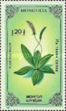 Broadleaf Plantain (Plantago major)