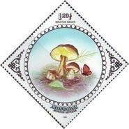 Cep (Boletus edulis)