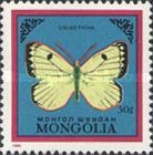 Pale Arctic Clouded Yellow (Colias tyche)