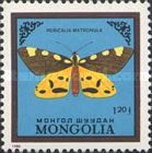 The Matron (Pericalia matronula)