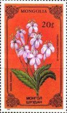 Valeriana officinalis