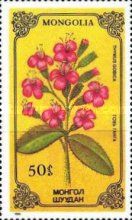 Thymus gobica