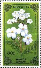 Achillea millefolium