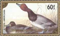 Redhead (Aythya americana)