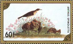 Buff-bellied Pipit (Anthus rubescens)