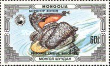 Dalmatian Pelican (Pelecanus crispus)