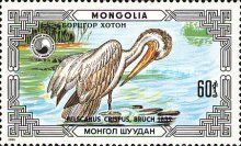 Dalmatian Pelican (Pelecanus crispus)