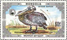 Great White Pelican (Pelecanus onocrotalus)