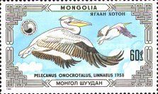 Great White Pelican (Pelecanus onocrotalus)