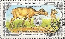 Mongolian Saiga (Saiga tatarica mongolica)