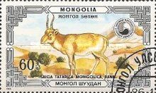 Mongolian Saiga (Saiga tatarica mongolica)