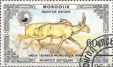 Mongolian Saiga (Saiga tatarica mongolica)