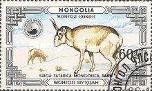Mongolian Saiga (Saiga tatarica mongolica)