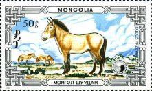 Przewalski's Horse (Equus przewalskii)