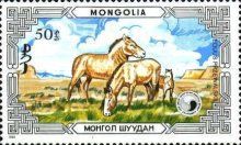 Przewalski's Horse (Equus przewalskii)