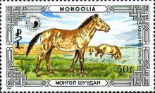 Przewalski's Horse (Equus przewalskii)