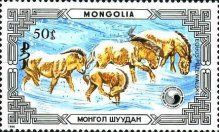 Przewalski's Horse (Equus przewalskii)