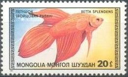 Siamese Fighting Fish (Betta splendens)