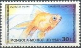 Goldfish (Carassius auratus auratus)