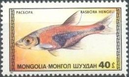 Hengel's Rasbora (Rasbora hengeli)