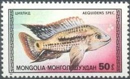 Cichlid (Aequidens sp.)