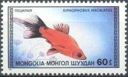 Platy (Xiphophorus macalatus)